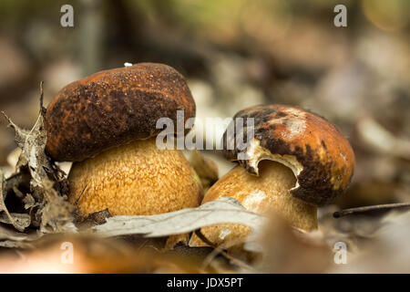 Champignons Porcini sur la litière (Boletus edulis) Banque D'Images