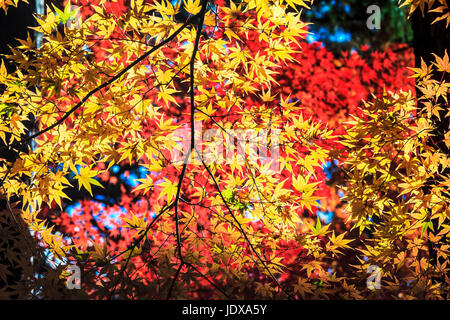 Feuille d'érable colorée pour adv ou autres fins utiliser Banque D'Images