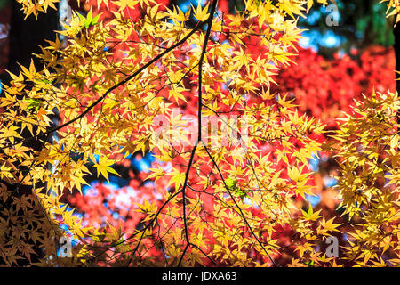 Feuille d'érable colorée pour adv ou autres fins utiliser Banque D'Images