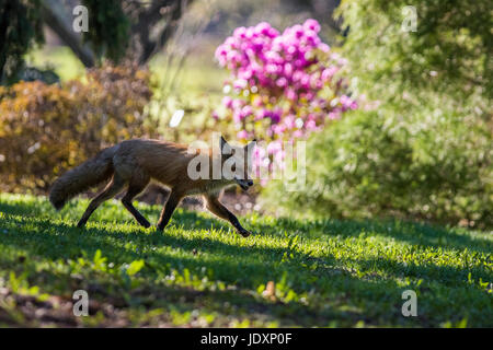 Red Fox femelle dans le jardin de printemps Banque D'Images