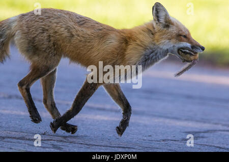 Red Fox femelle avec proie Banque D'Images