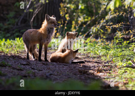 Famille de renard roux Banque D'Images