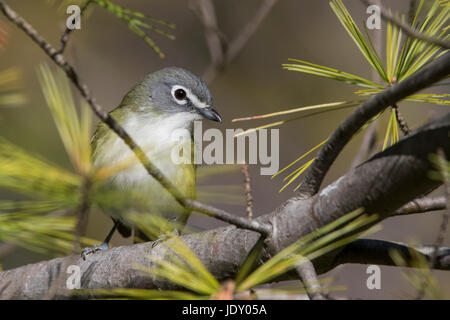 Tête bleue Vireo Banque D'Images