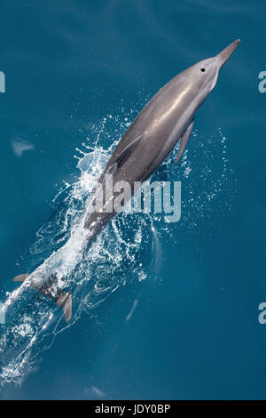 Spinner Dolphin, Stenella longirostris, la Mélanésie, l'océan Pacifique, les Îles Salomon Banque D'Images