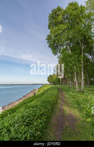 Paysage d'été,la baie de Tallinn, Estonie Banque D'Images