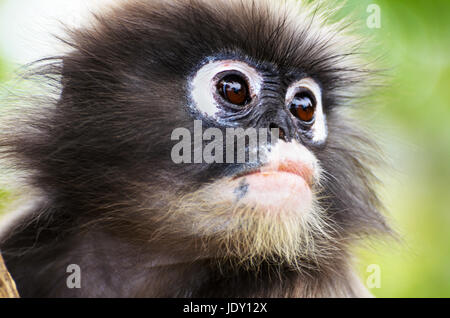 Close up face de feuille sombre, langur sombre, langur à lunettes ou Trachypithecus obscurus singe avec le noir et blanc Banque D'Images