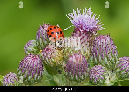 Coccinelle arlequin (Harmonia axyridis) sur le Chardon Banque D'Images