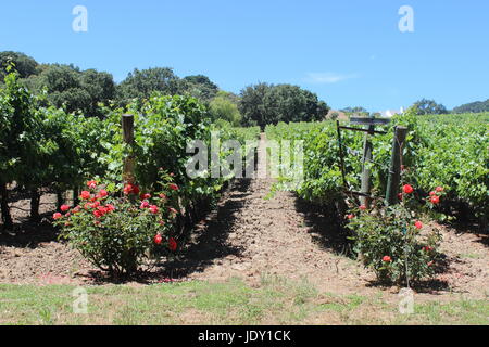 Vignoble de la Napa Valley, California Banque D'Images