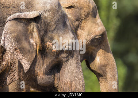 Deux éléphants indiens, close-up portrait, chefs Banque D'Images