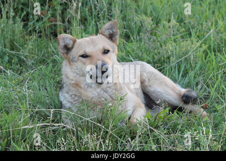 Shaggy dog abandonnés se trouve sur la rue piscine Banque D'Images