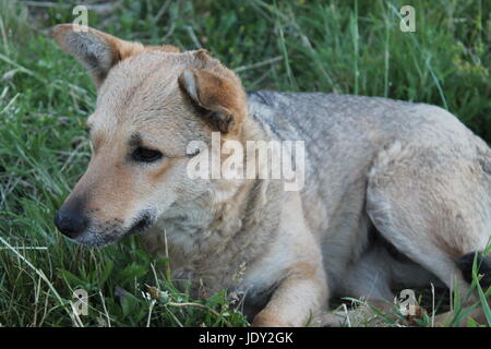 Shaggy dog abandonnés se trouve sur la rue piscine Banque D'Images