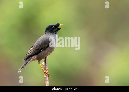 L'image de la jungle myna (Acridotheres fuscus) en Uttarakhand, Inde, Sattal Banque D'Images