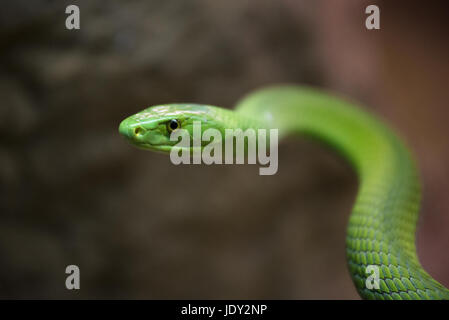 Vue rapprochée d'un dangereux serpent mamba vert Banque D'Images