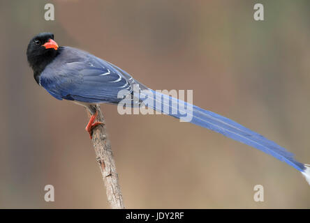 L'image de Pie Rouge ( Urocissa erythroryncha) dans Sattal, Uttarakhand, Inde Banque D'Images