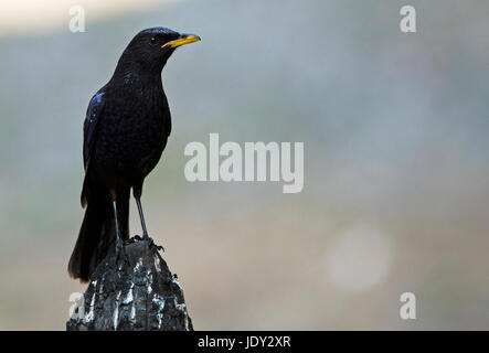 L'image de Blue whistling thrush (Myophonus caeruleus) dans Sattal, Uttarakhand, Inde Banque D'Images