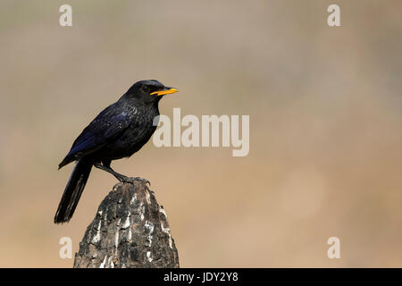 L'image de Blue whistling thrush (Myophonus caeruleus) dans Sattal, Uttarakhand, Inde Banque D'Images