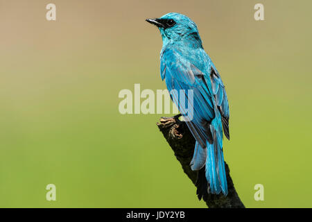 L'image du Moucherolle vert (Eumyias Verditer thalassinus) dans Sattal Uttrakhand, Inde Banque D'Images