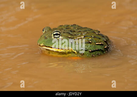 L'Afrique de l'homme (Pyxicephalus adspersus ouaouaron géant) dans l'eau, l'Afrique du Sud Banque D'Images