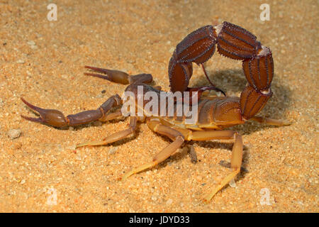 Scorpion agressif (Parabuthus spp.), désert du Kalahari, Afrique du Sud Banque D'Images