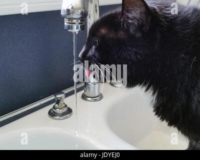 Chat de smoking noir et blanc de l'eau potable du robinet évier de cuisine Banque D'Images