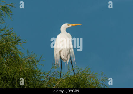 Cigogne en bois de l'ampleur dans la cime des arbres pour réchauffer lui-même dans le chaud soleil d'été. Pris dans la rocaille du St.Augustine Alligator Farm Banque D'Images