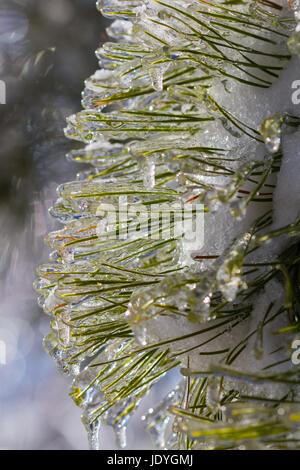 Les aiguilles de pin recouvert de glace en hiver Banque D'Images