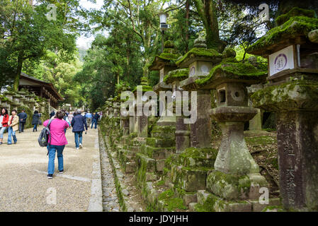 Kasuga-taisha lanternes en pierre Banque D'Images