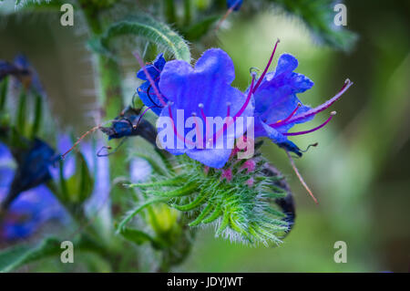 Gros plan d'une paire de fleurs bleu appelé la vipère ou blueweed Vipérine commune. Banque D'Images