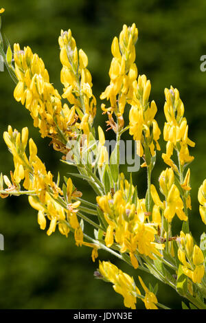 Fleurs de juin le Dyer's broom, Genista tinctoria, une usine prducing dye hardy pour textiles Banque D'Images