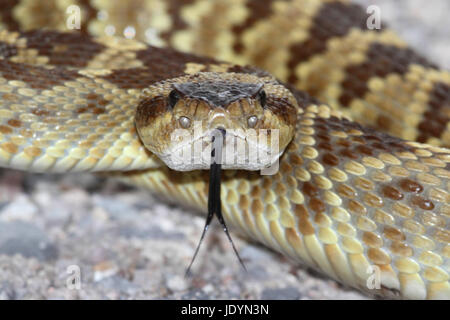 Black-tailed Crotale de l'Ouest (Crotalus molossus) de grève dans le désert avec sa langue qui sort Banque D'Images