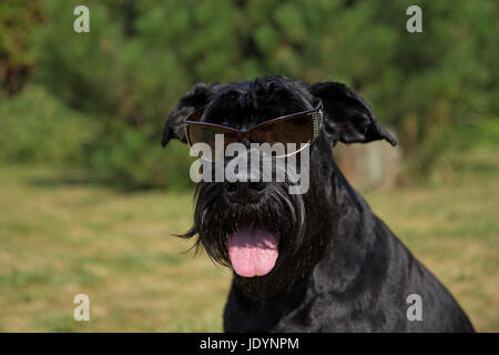 Big Black Dog Schnauzer a lunettes sur ses yeux. Banque D'Images