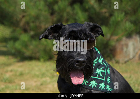 Big Black Dog Schnauzer a lunettes sur ses yeux et écharpe texturé avec feuilles de cannabis a autour de son cou. Banque D'Images