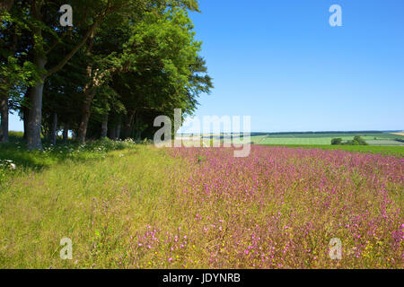 Le hêtre et le frêne rouge à côté de fleurs sauvages dans la ville pittoresque de campion english channel sous un ciel bleu en été Banque D'Images