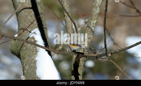 Mésange bicolore (Baeolophus bicolor) perché sur une branche d'un érable en hiver Banque D'Images