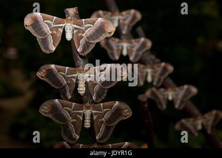 Papillon de soie, Samia ricini, close-up. Perché sur les branches Banque D'Images