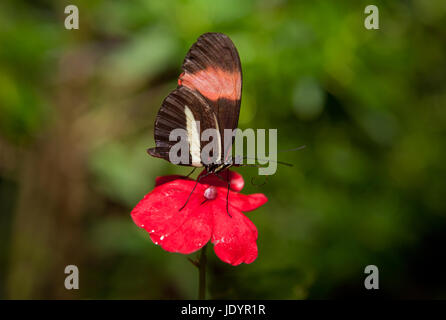 Le Postman Butterfly, Heliconius melpomene. Ces types de papillons sont également connu sous le nom de passion papillons de vigne. Elles vont du Brésil vers le Mexique. Banque D'Images