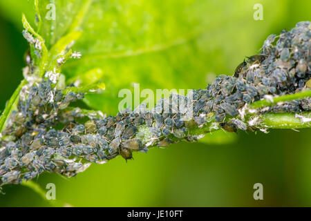 Tige d'une fleur pleine de poux Banque D'Images