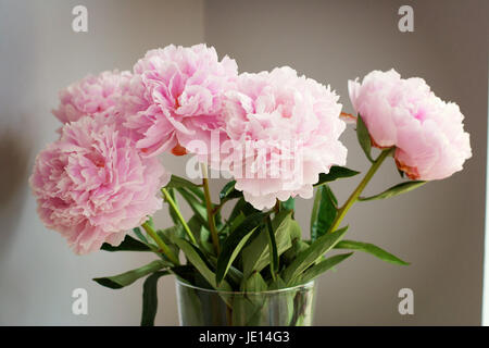 Les Pivoines roses dans un vase à fleurs lumineux soleil de midi bloom close up Banque D'Images