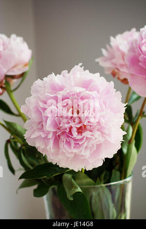 Les Pivoines roses dans un vase à fleurs roses, soleil de midi, printemps, concept beauté, jolie et féminine, belle nature printemps Banque D'Images