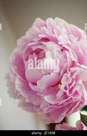 Les Pivoines roses dans un vase à fleurs roses, soleil de midi, printemps, concept beauté, jolie et féminine, belle nature printemps Banque D'Images