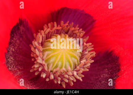 Pétales rouge vif décorativement entourent les graines de pavot turc dans le centre de la fleur. Banque D'Images