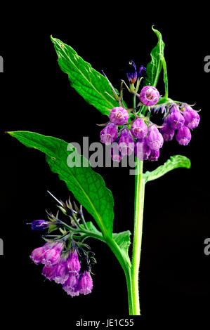 Vrai en fleurs de consoude Banque D'Images