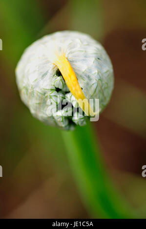 Une fleur d'oignon jaune balle comme il jette ses bardeaux bloom Banque D'Images