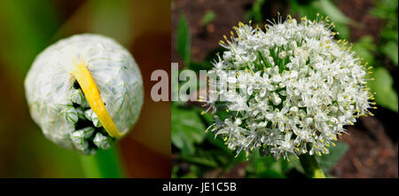 Avant et après d'une fleur d'oignon jaune balle comme il jette ses bardeaux bloom Banque D'Images