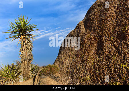 Sud-ouest des États-Unis, Désert, Joshua Tree National Park Banque D'Images