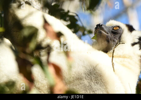 Le propithèque de verreaux (Propithecus verreauxi) dans le Parc National de Kirindy, Madagascar Banque D'Images