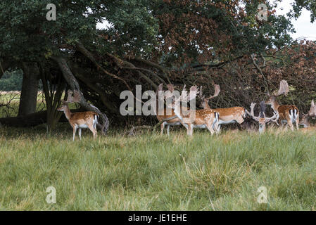 Un troupeau de cerfs en jachère dans le bois (Dama dama) au Danemark Banque D'Images