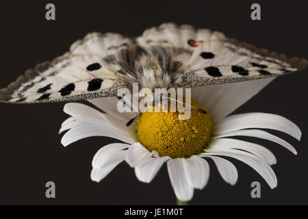 Mountain apollo (Parnassius apollo) papillon sur fleur, macro close-up Banque D'Images