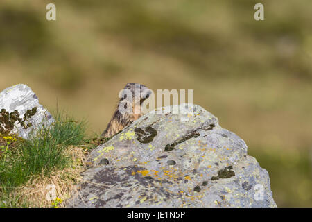 La marmotte alpine naturelle (Marmota monax) debout derrière rock dans les prairies Banque D'Images