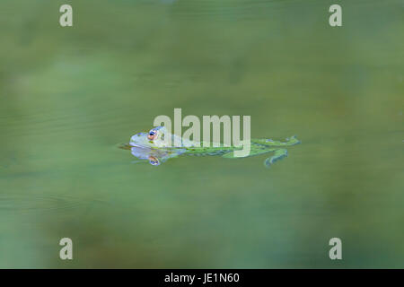 Compte naturelles grenouille verte (Rana esculenta) Nager dans l'eau verte Banque D'Images